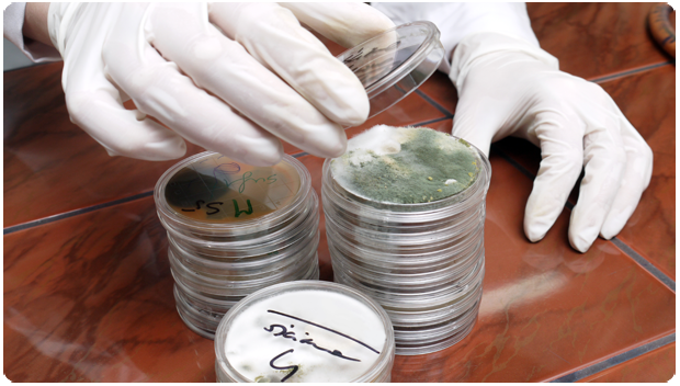 Mold Testing