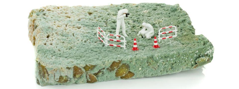 MOLD INSPECTION